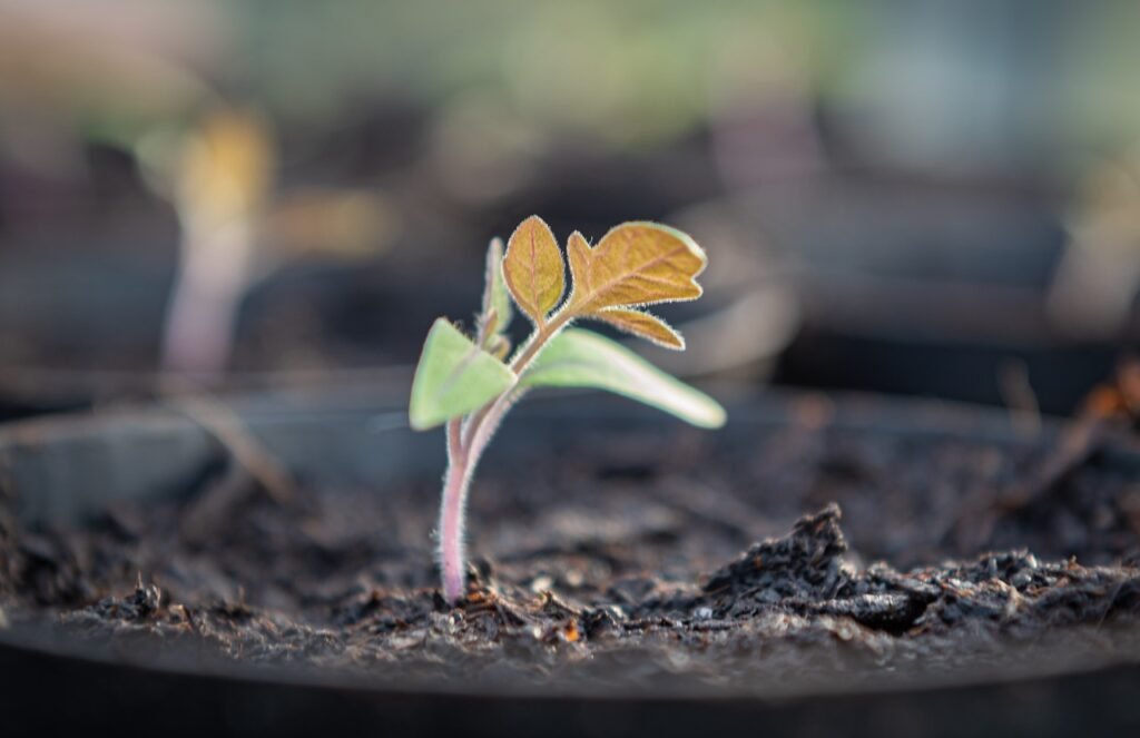 seedling, tomato, growing trays