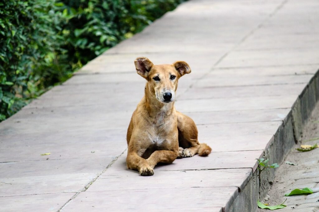 stray, dog, footpath